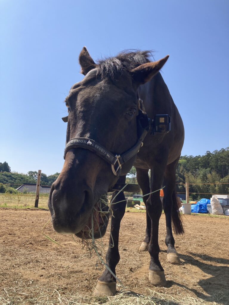 ダンディー