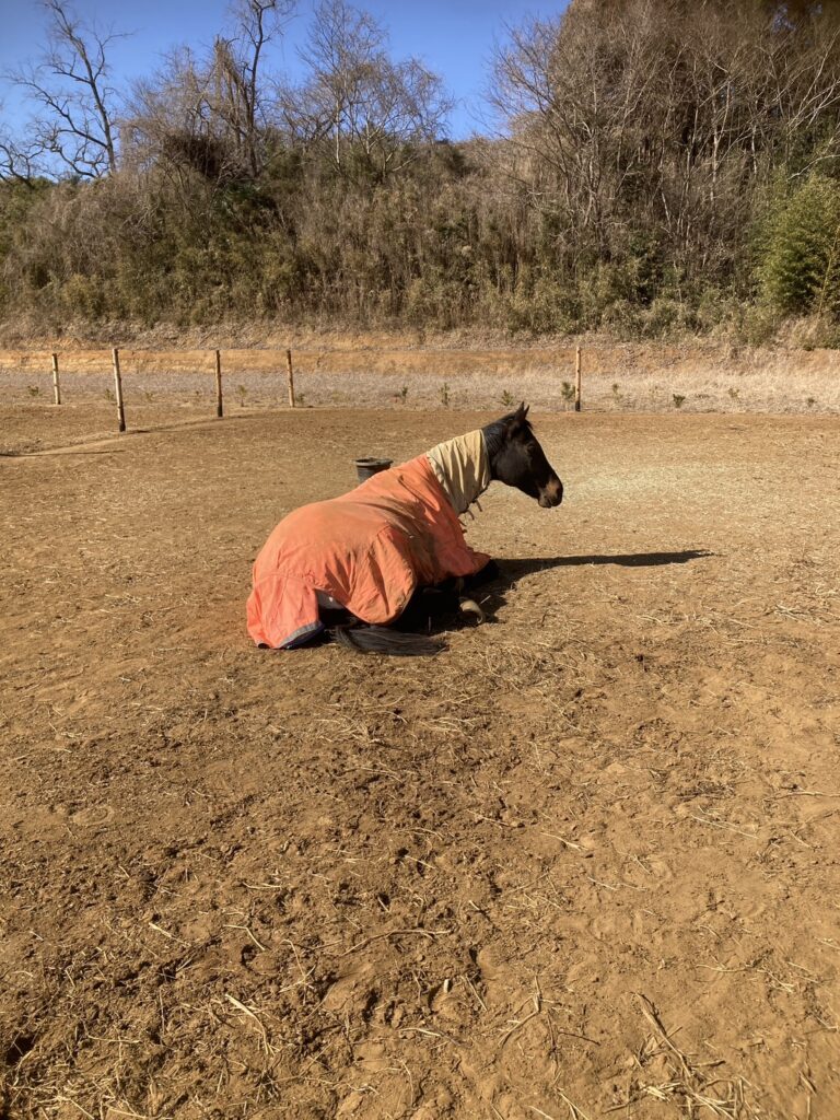 メジャーダンディー