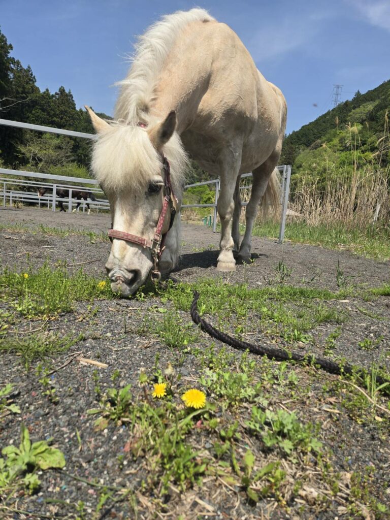 さくら