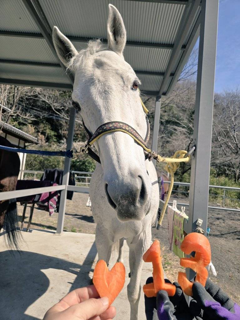 ブランレーヌ(13歳サラブレッド牝馬)