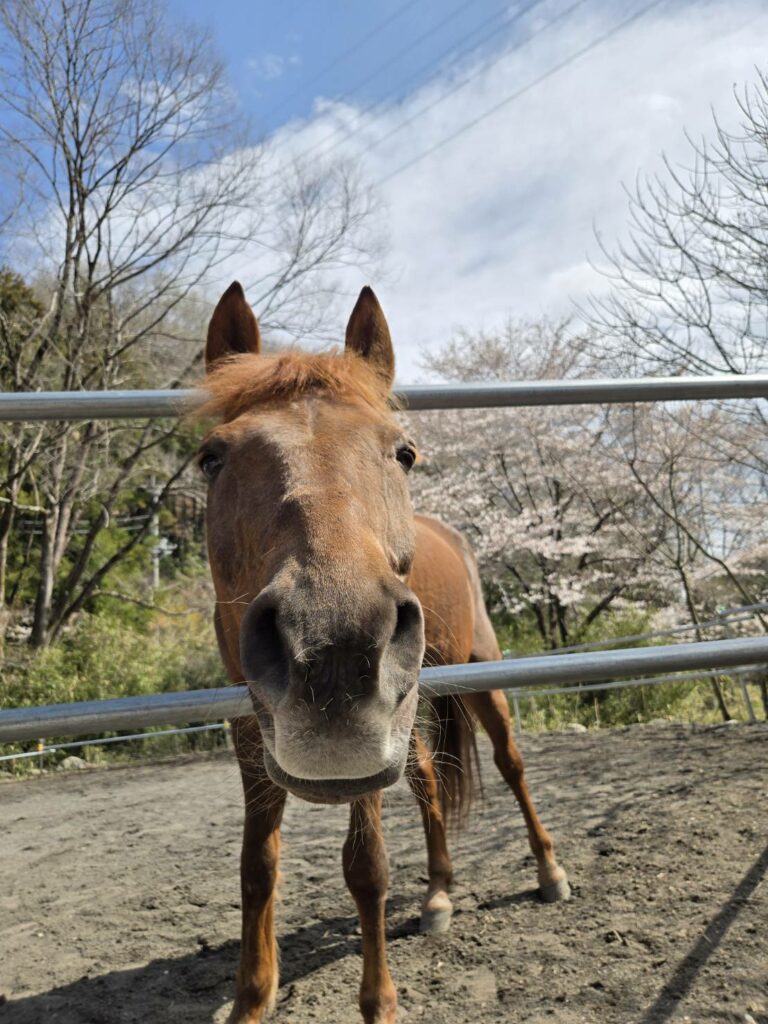 マロン（21歳アラブ☓道産子セン馬）