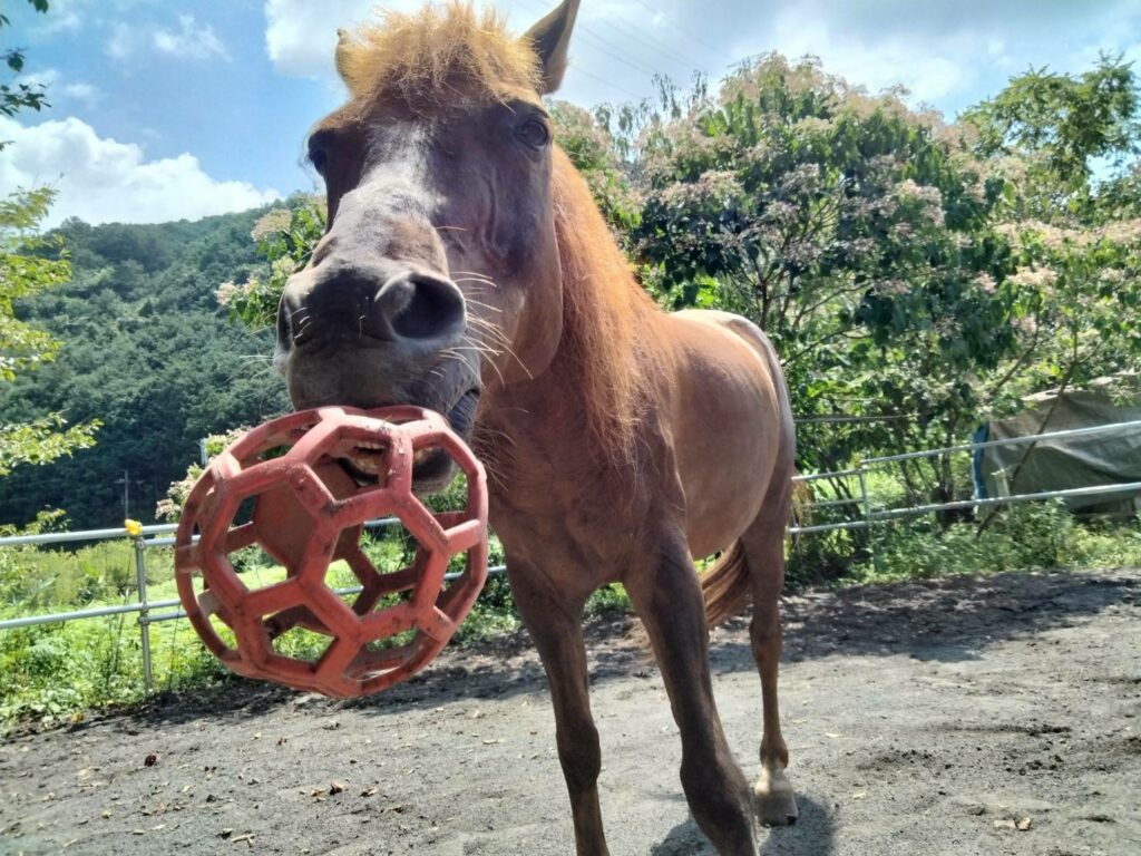 マロン（21歳アラブ☓道産子セン馬）