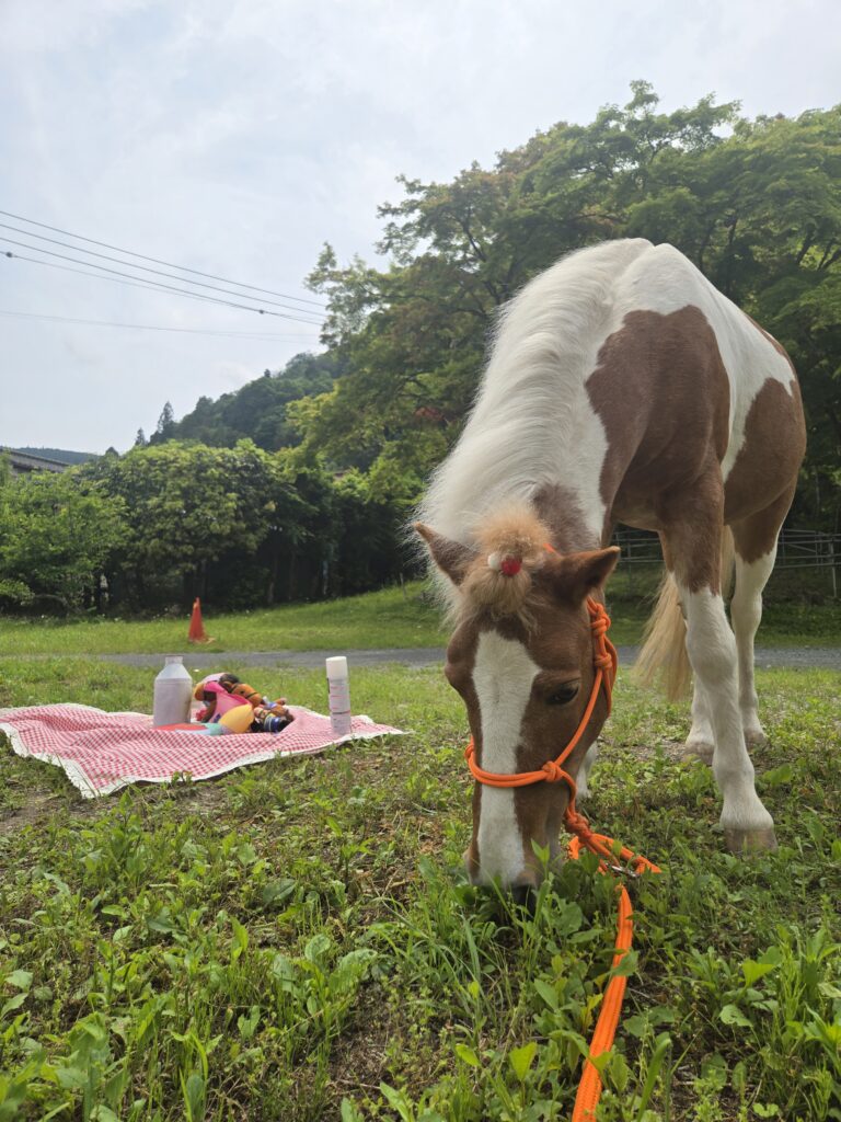 パインちゃん