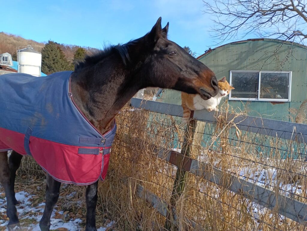 ネコパンチ
