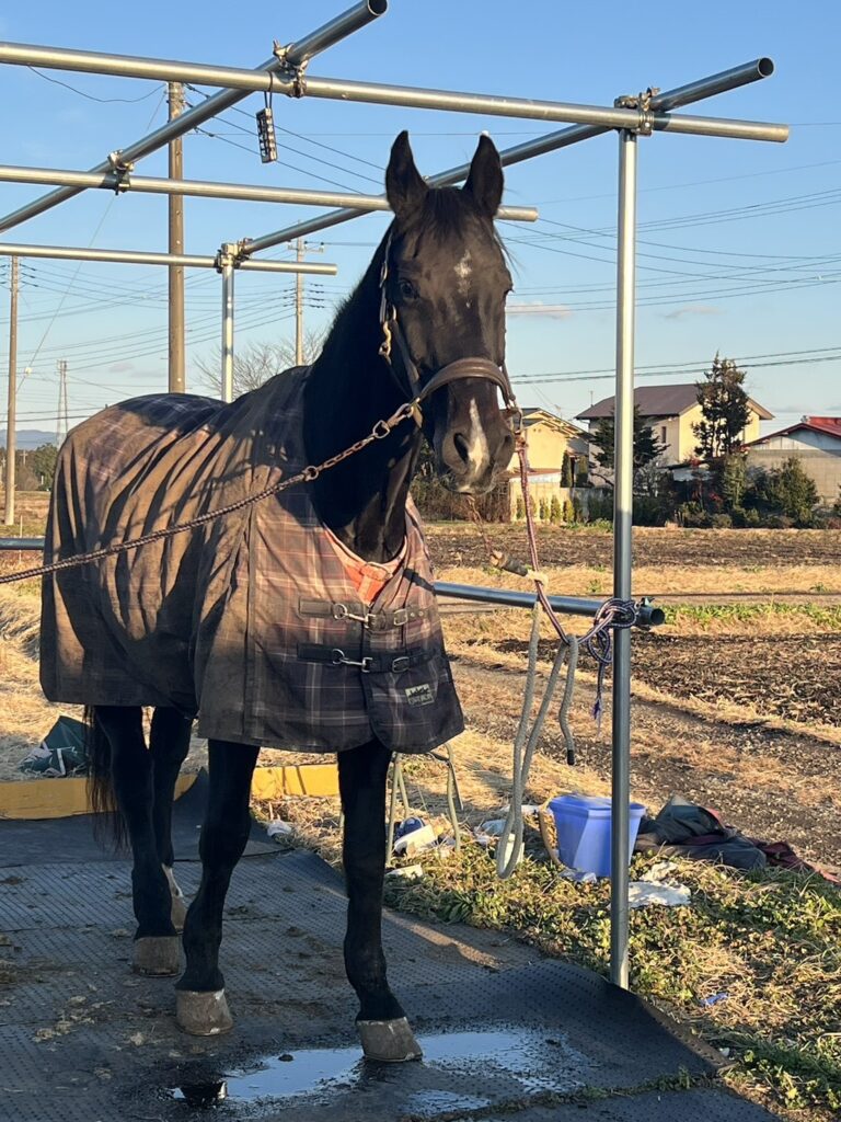 ラテちゃん